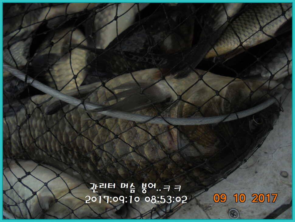 도심속의 작은 쉼터 화성 관리 낚시터입니다관리의 밤은 열정입니다 (유료터정보 - 유료터점주조황)