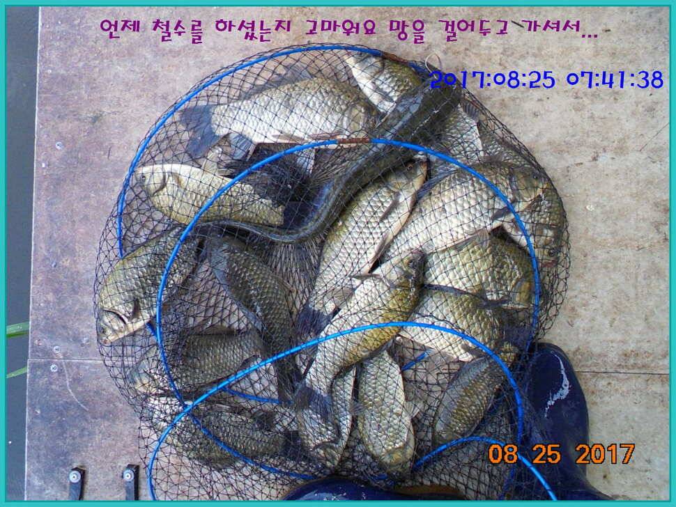 도심속의 작은 쉼터 화성 관리 낚시터입니다수확의 계절입니다 (유료터정보 - 유료터점주조황)