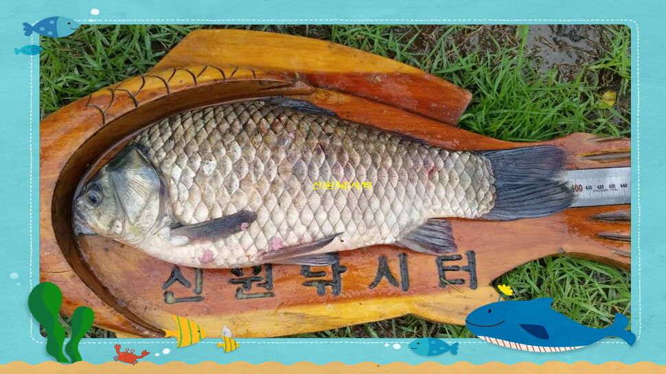 신원낚시터7월둘쨋주 조황소식 (유료터정보 - 유료터점주조황)