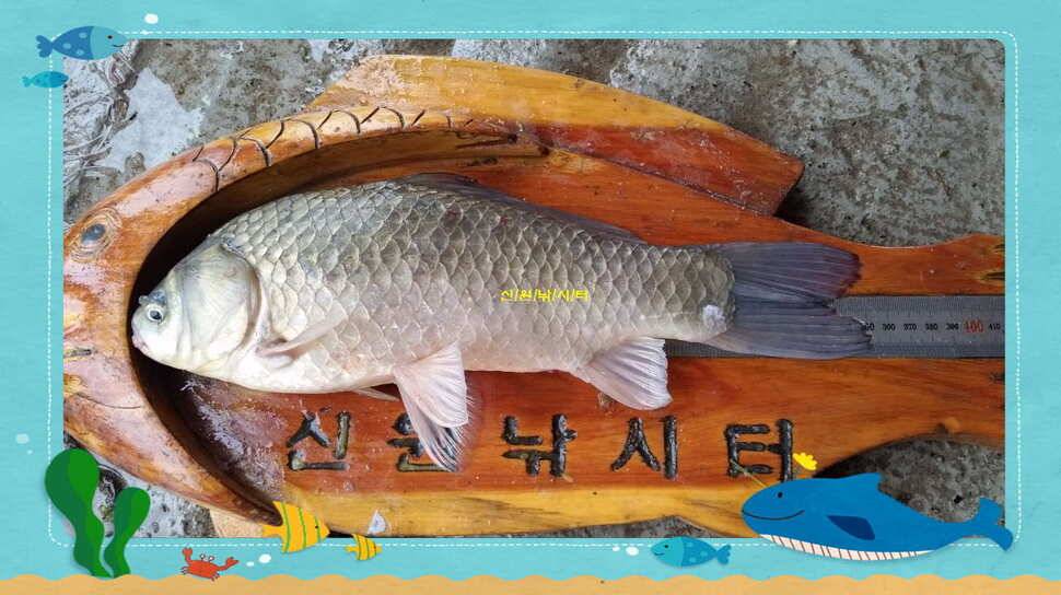 신원낚시터7월둘쨋주 조황소식 (유료터정보 - 유료터점주조황)