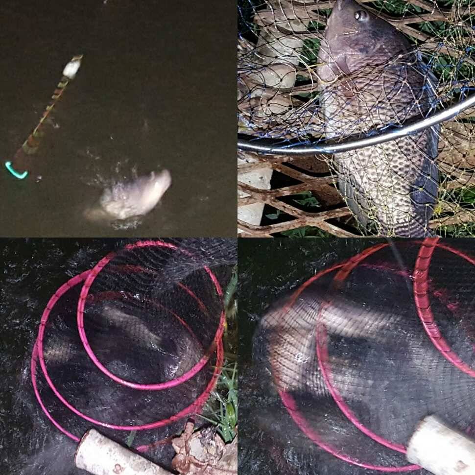 기호지세 (유료터정보 - 유료터점주조황)
