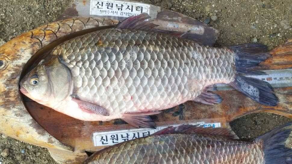 12월 7일 방류 동영상 (유료터정보 - 유료터점주조황)