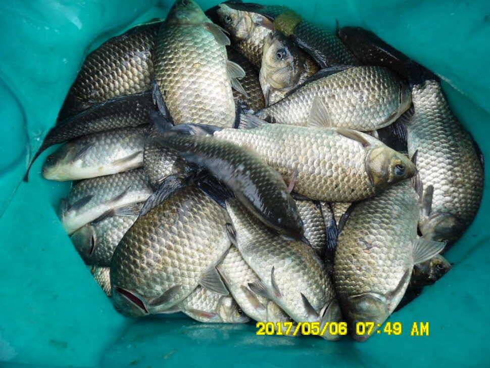 경주 동산낚시터 지난주 조황 (유료터정보 - 유료터점주조황)
