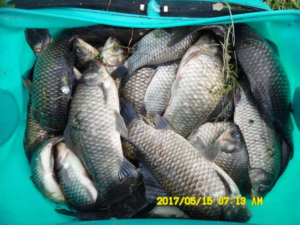 경주 동산낚시터 지난주 조황 (유료터정보 - 유료터점주조황)