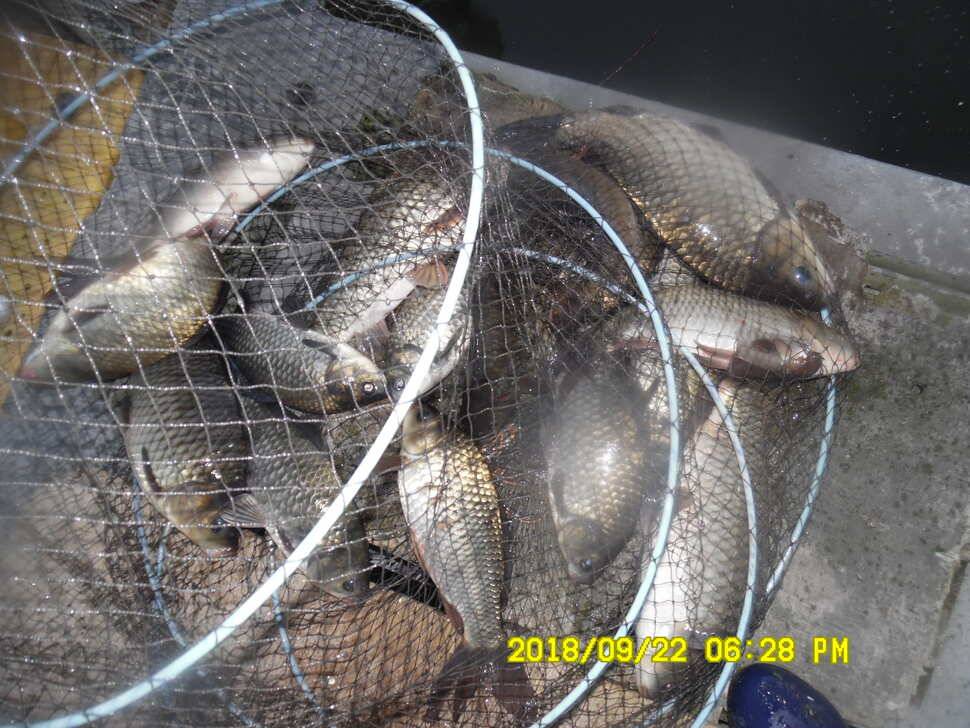 경주 동산낚시터 지난주 조황 (유료터정보 - 유료터점주조황)