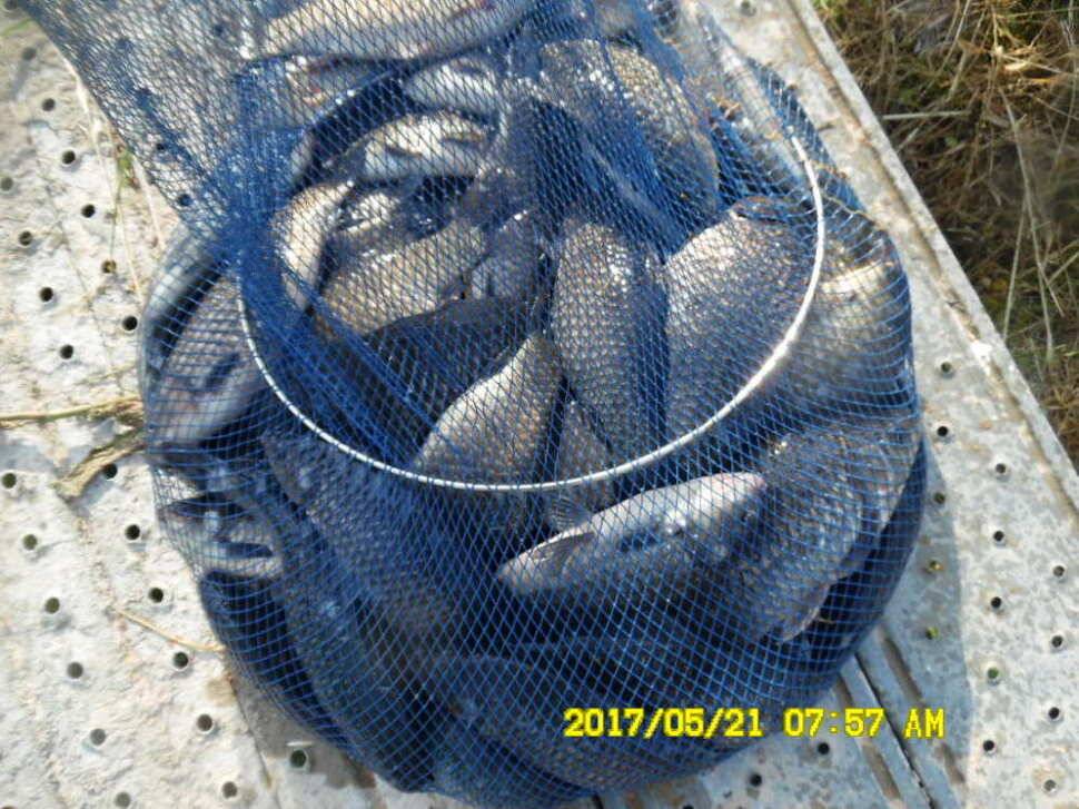 경주 동산낚시터 지난주 조황 (유료터정보 - 유료터점주조황)