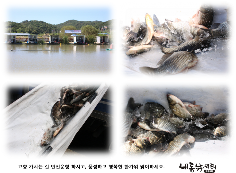 추석 이벤트 (유료터정보 - 유료터점주조황)