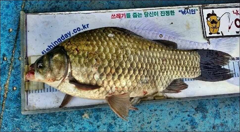 170825 송전지 서울집 조황 (유료터정보 - 유료터점주조황)