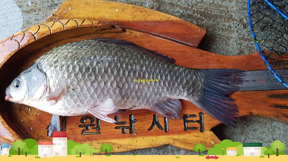 신원낚시터 8월셋쨋주 조황소식입니다 (유료터정보 - 유료터점주조황)