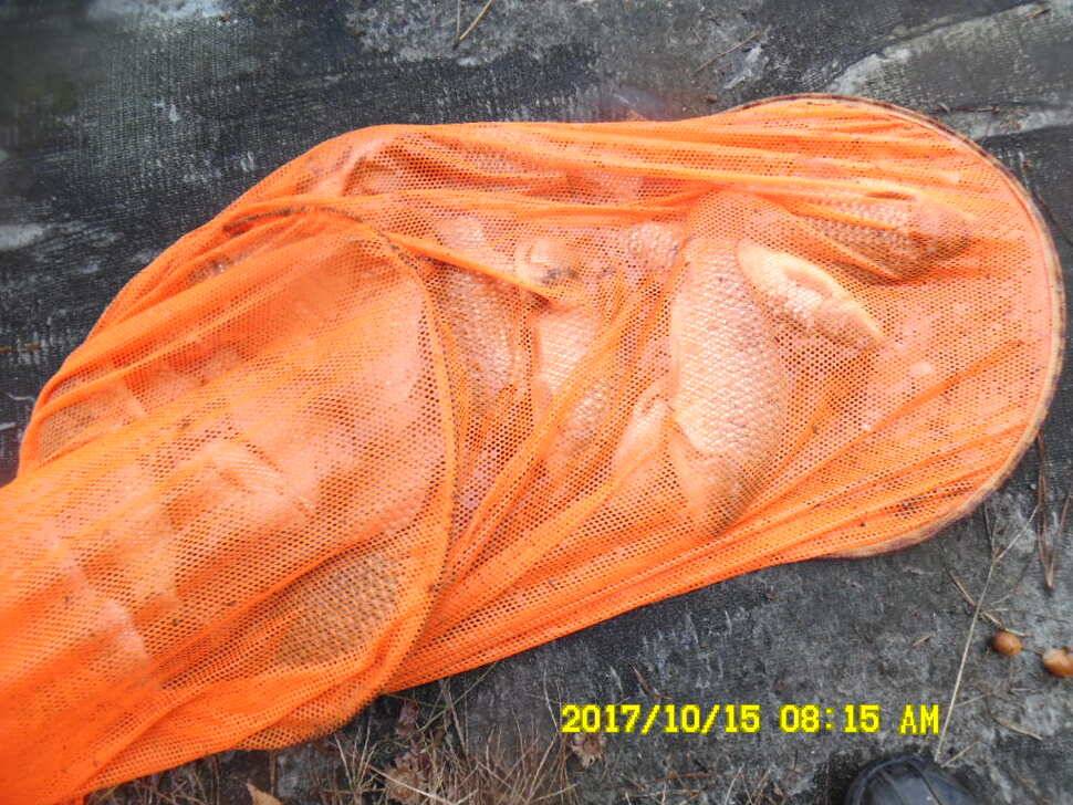 경주 동산낚시터 지난주 조황 (유료터정보 - 유료터점주조황)