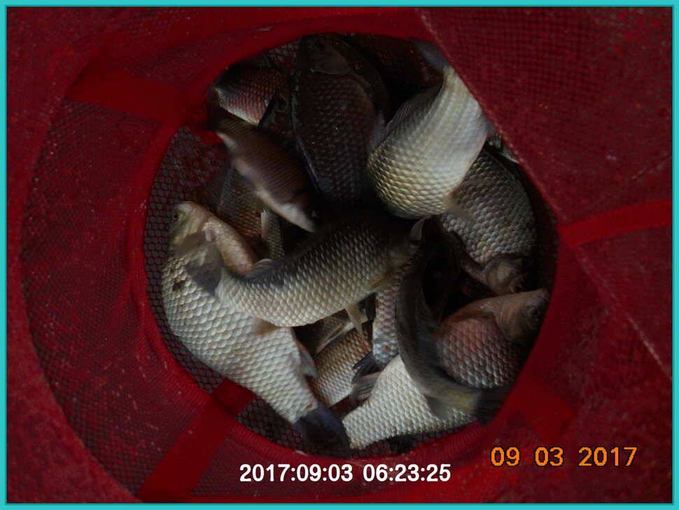 도심속의 작은 쉼터 화성 관리 낚시터 입니다 (유료터정보 - 유료터점주조황)
