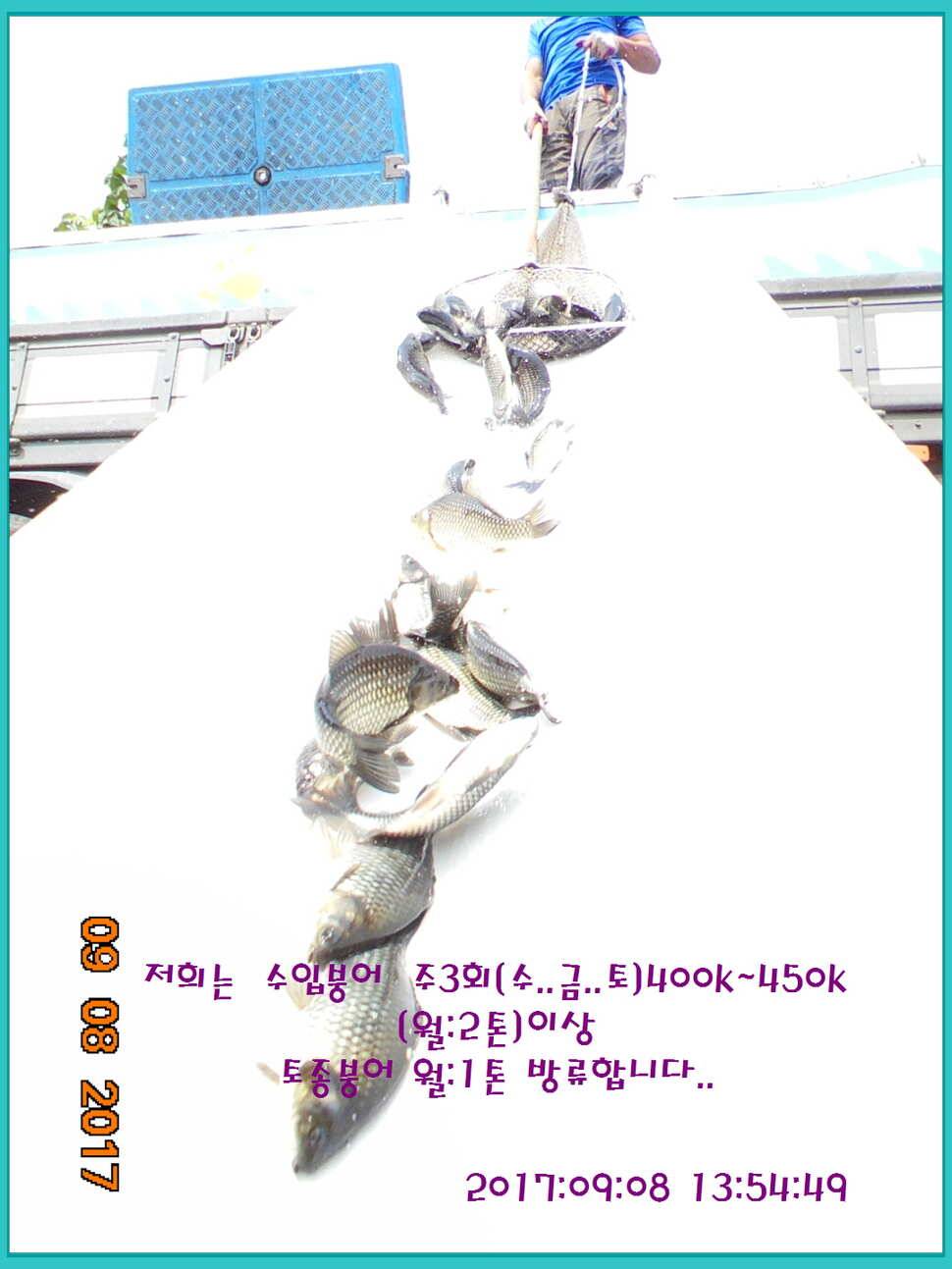도심속의 작은 쉼터 화성 관리 낚시터입니다 주말 조황 좋았습니다 (유료터정보 - 유료터점주조황)