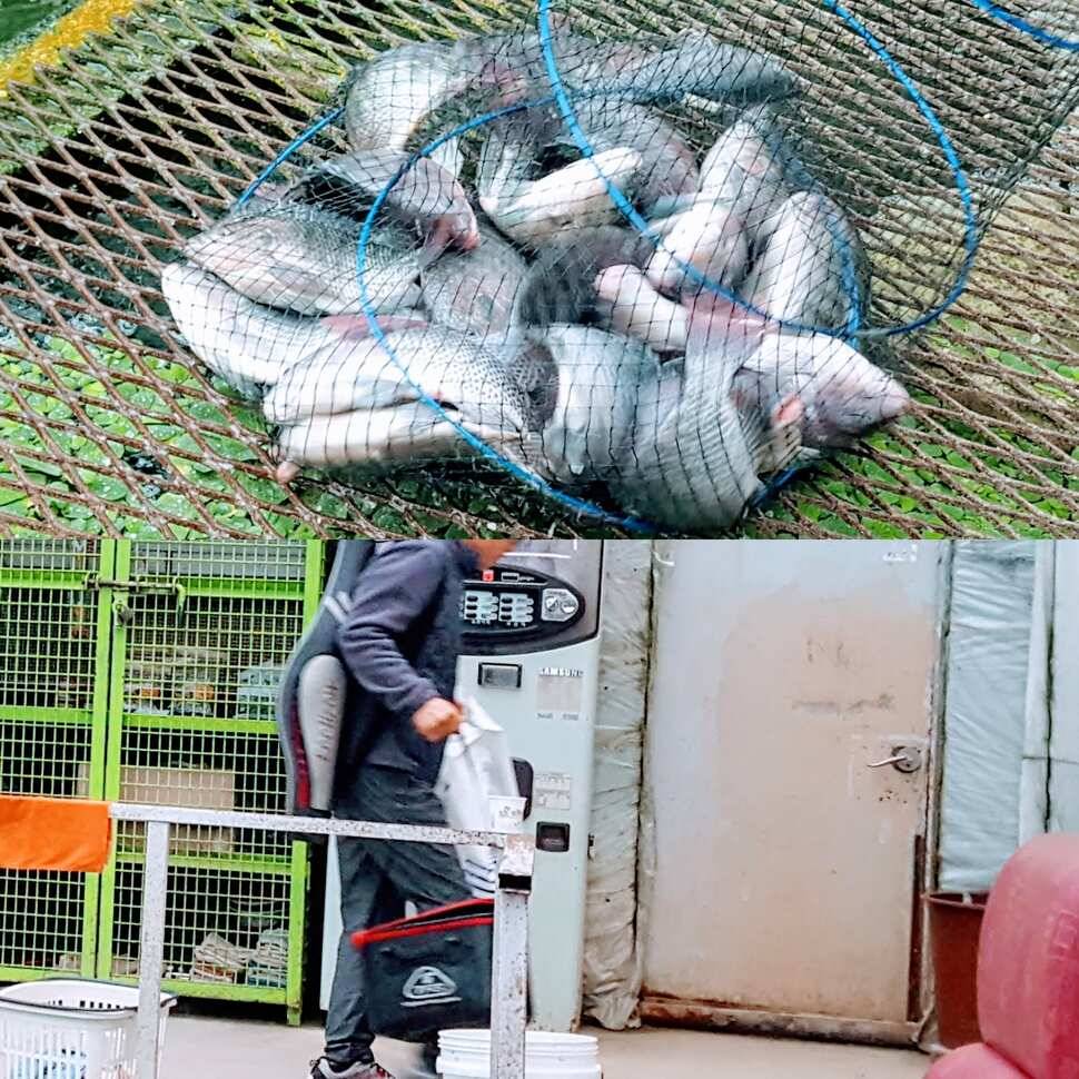 꿀맛 식혜 (유료터정보 - 유료터점주조황)