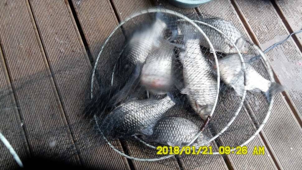 반제지4짜월척과 붕어마리수조황 (유료터정보 - 유료터점주조황)