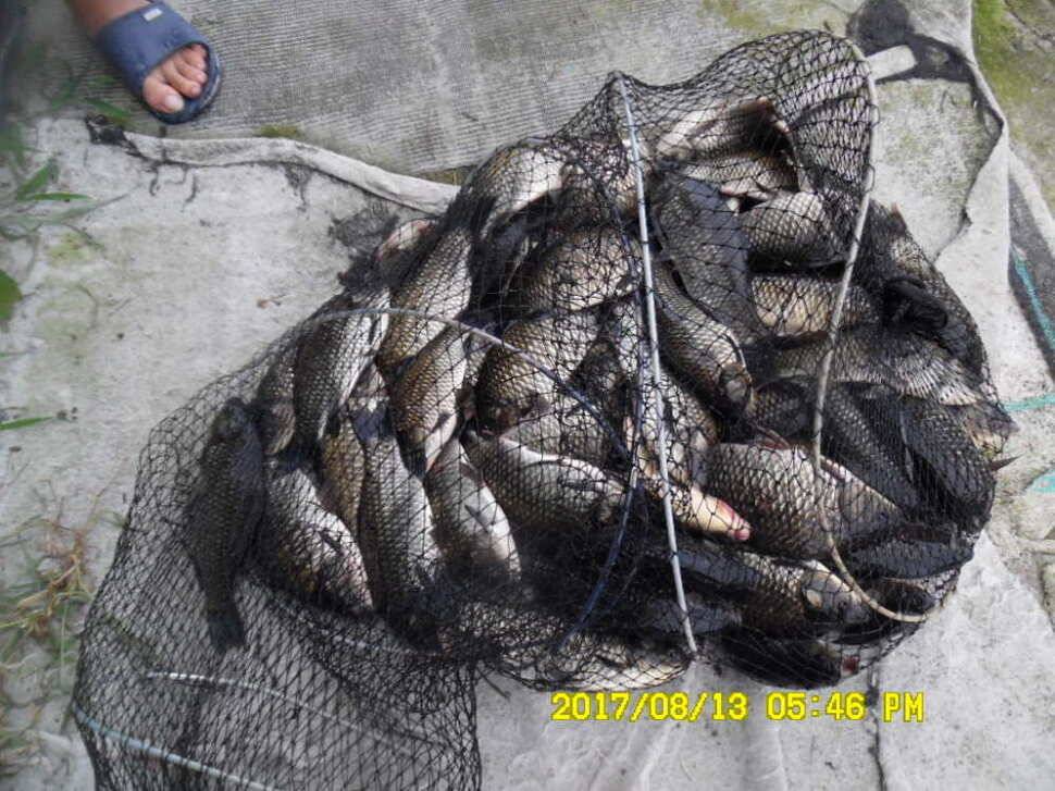 경주동산낚시터 지난주 조황 (유료터정보 - 유료터점주조황)