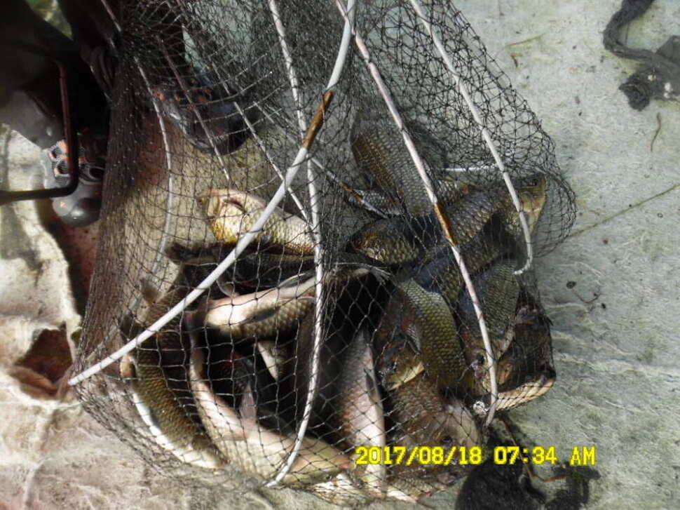 경주동산낚시터 지난주 조황 (유료터정보 - 유료터점주조황)