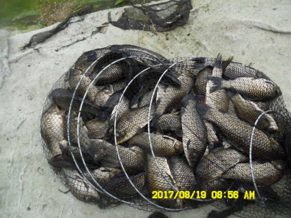 경주동산낚시터 지난주 조황 (유료터정보 - 유료터점주조황)