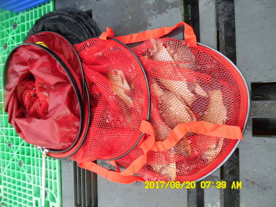 경주동산낚시터 지난주 조황 (유료터정보 - 유료터점주조황)