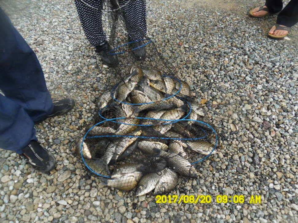경주동산낚시터 지난주 조황 (유료터정보 - 유료터점주조황)