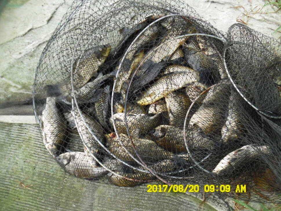 경주동산낚시터 지난주 조황 (유료터정보 - 유료터점주조황)