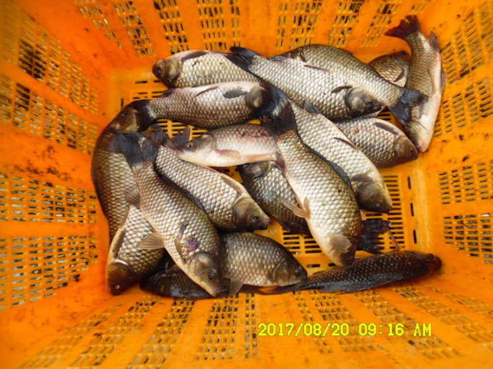경주동산낚시터 지난주 조황 (유료터정보 - 유료터점주조황)