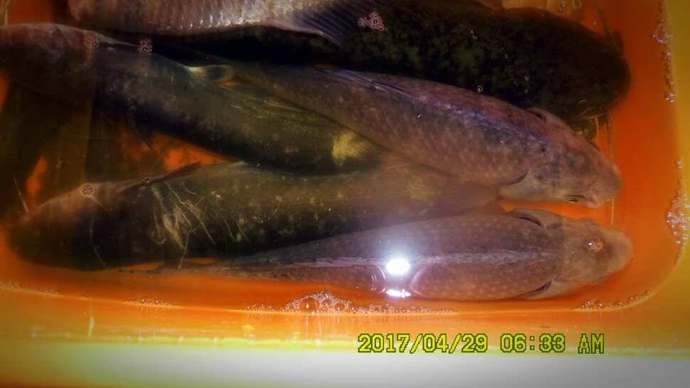 반제낚시터 조황좋습니다 (유료터정보 - 유료터점주조황)