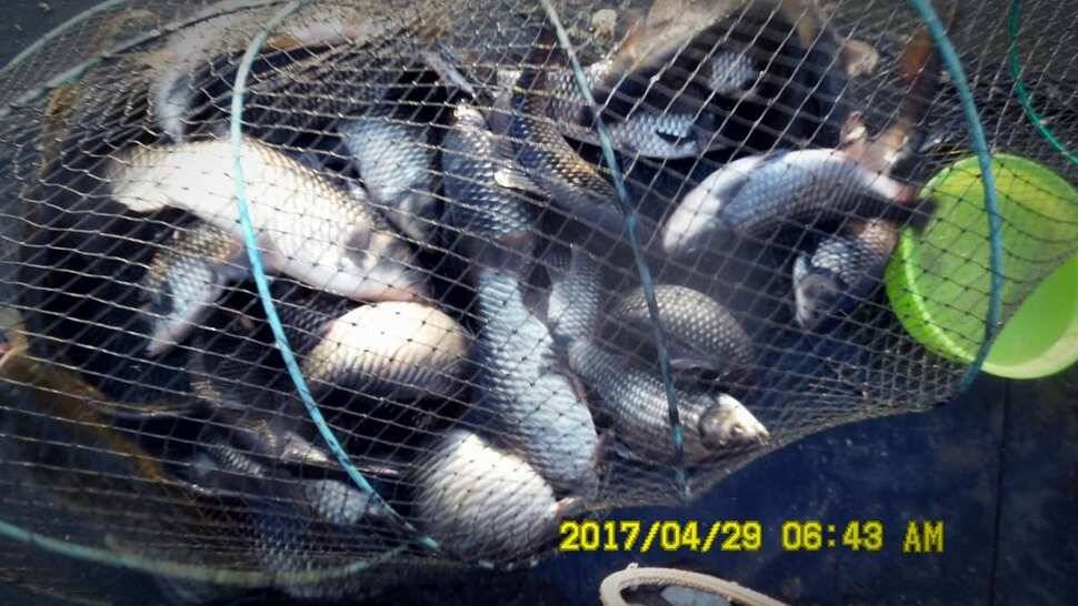 반제낚시터 조황좋습니다 (유료터정보 - 유료터점주조황)