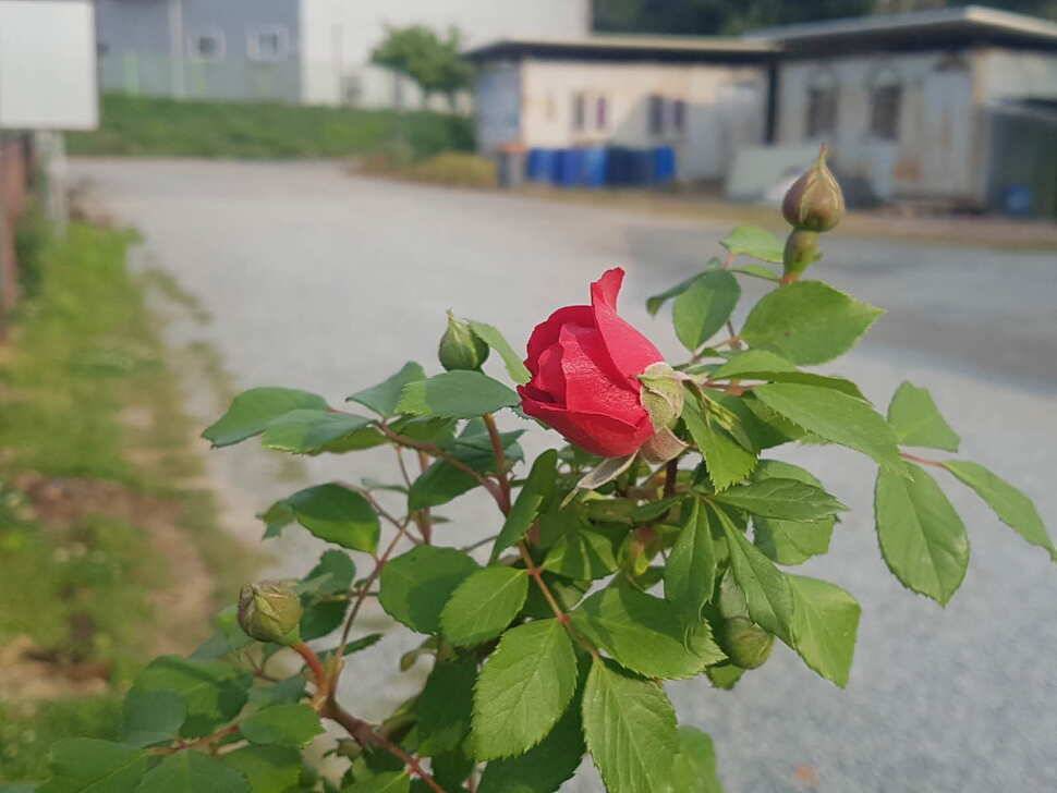 만수위의 거청낚시터 붕어조황 5월 16일 (유료터정보 - 유료터점주조황)