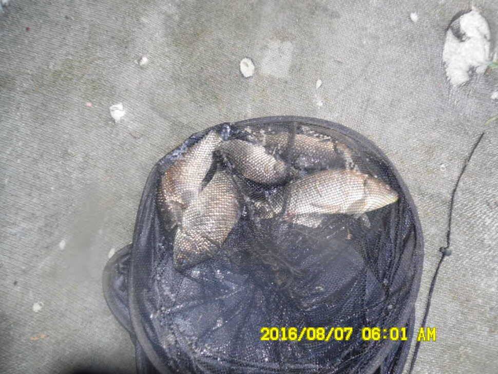 경주동산낚시터 (유료터정보 - 유료터점주조황)