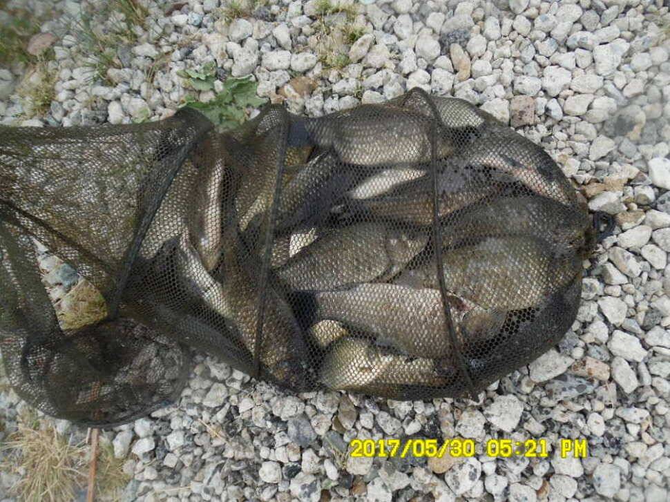 경주 동산낚시터 지난주 조황 (유료터정보 - 유료터점주조황)