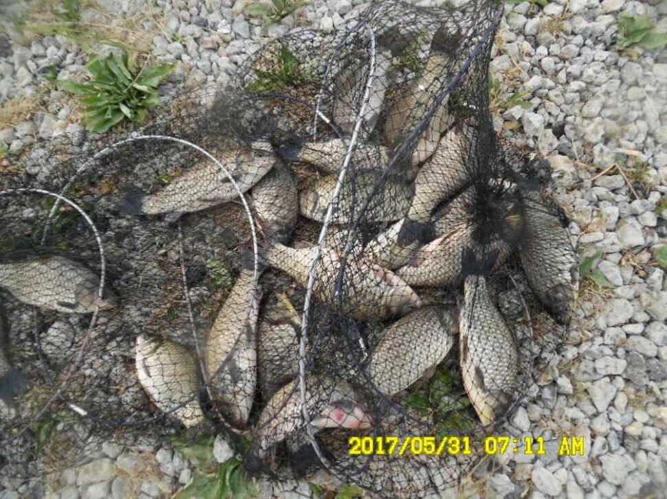 경주 동산낚시터 지난주 조황 (유료터정보 - 유료터점주조황)