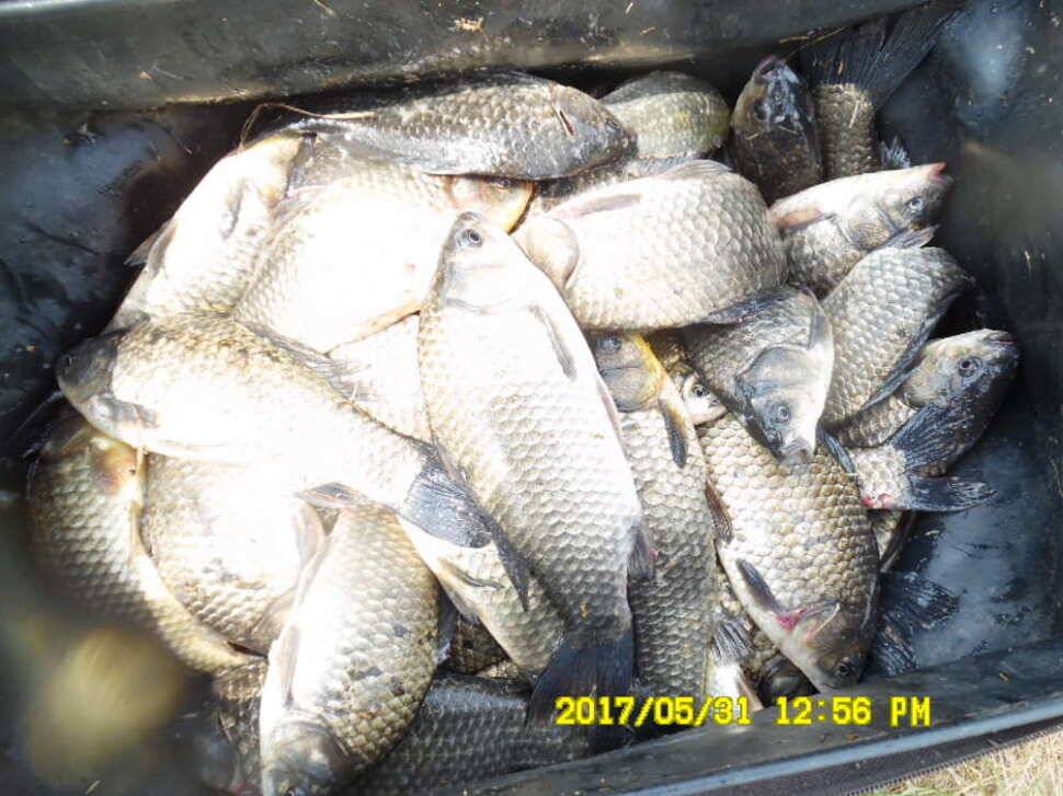 경주 동산낚시터 지난주 조황 (유료터정보 - 유료터점주조황)