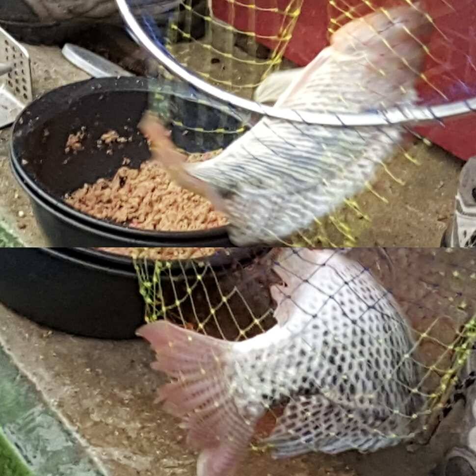 심쿵 (유료터정보 - 유료터점주조황)