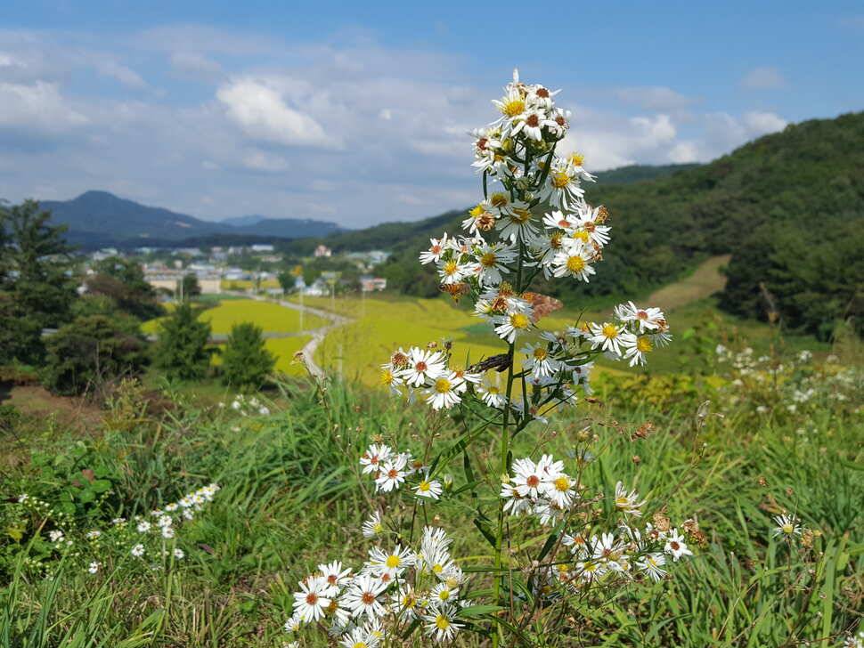 안성죽산장계지조항전경입니다 (유료터정보 - 유료터점주조황)
