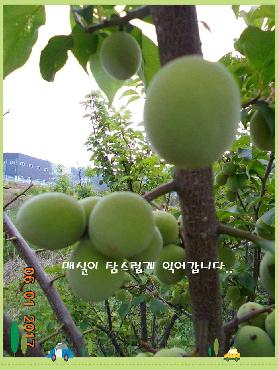 도심속의 작은 쉼터 화성 관리 낚시터입니다어제 좋았습니다 (유료터정보 - 유료터점주조황)