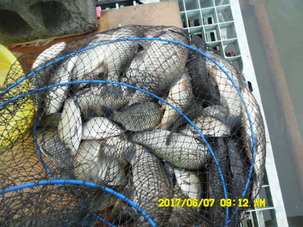 경주 동산낚시터 지난주 조황 (유료터정보 - 유료터점주조황)