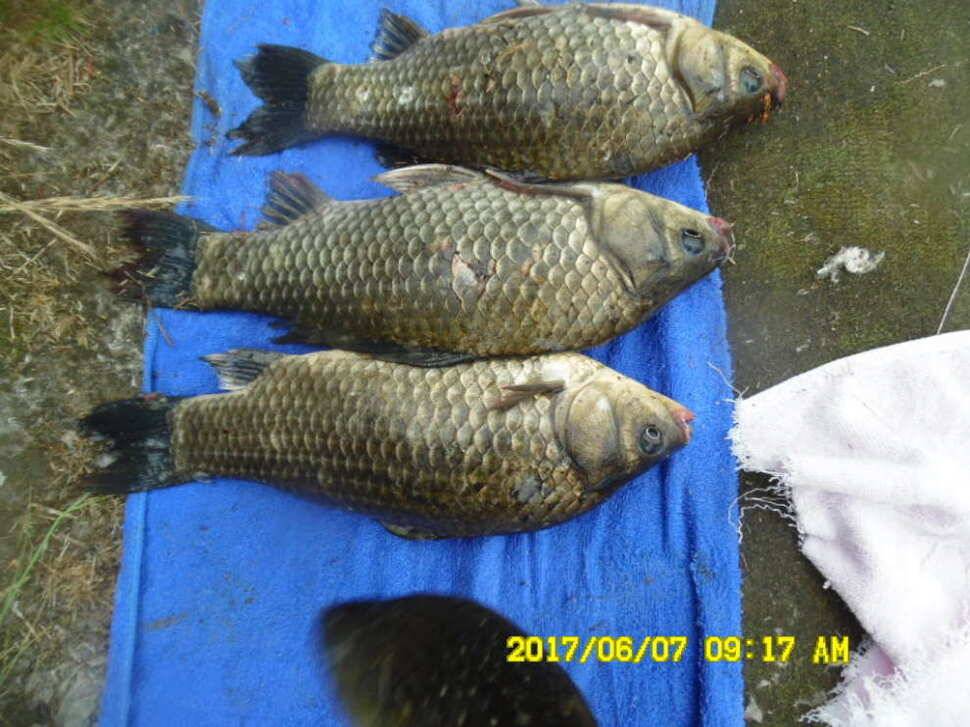경주 동산낚시터 지난주 조황 (유료터정보 - 유료터점주조황)