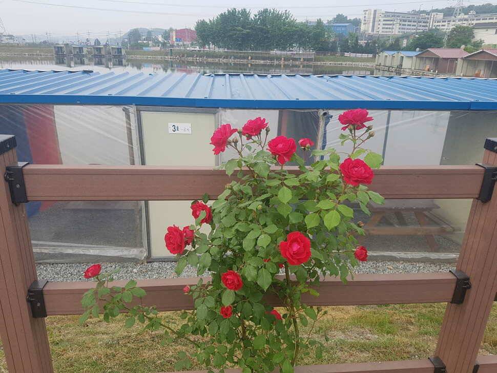만수위의 거청낚시터 가족낚시터 붕어조황 5월 23 (유료터정보 - 유료터점주조황)
