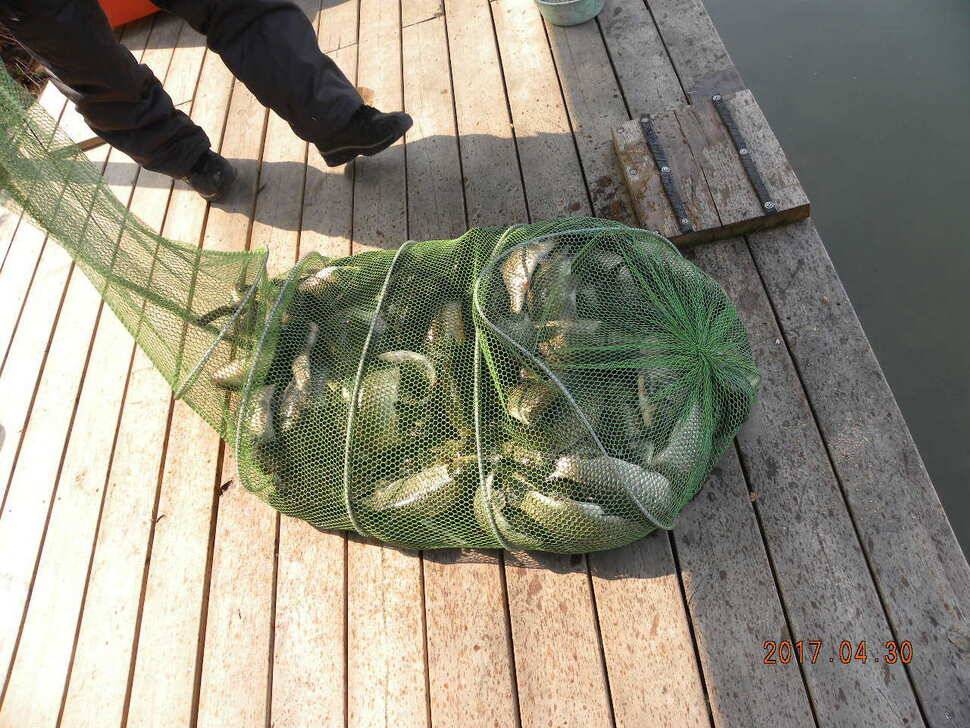 주3회방류 붕어전용 시동낚시터 조과및 방류 5월이벤만수자연배수방갈루식당 (유료터정보 - 유료터점주조황)
