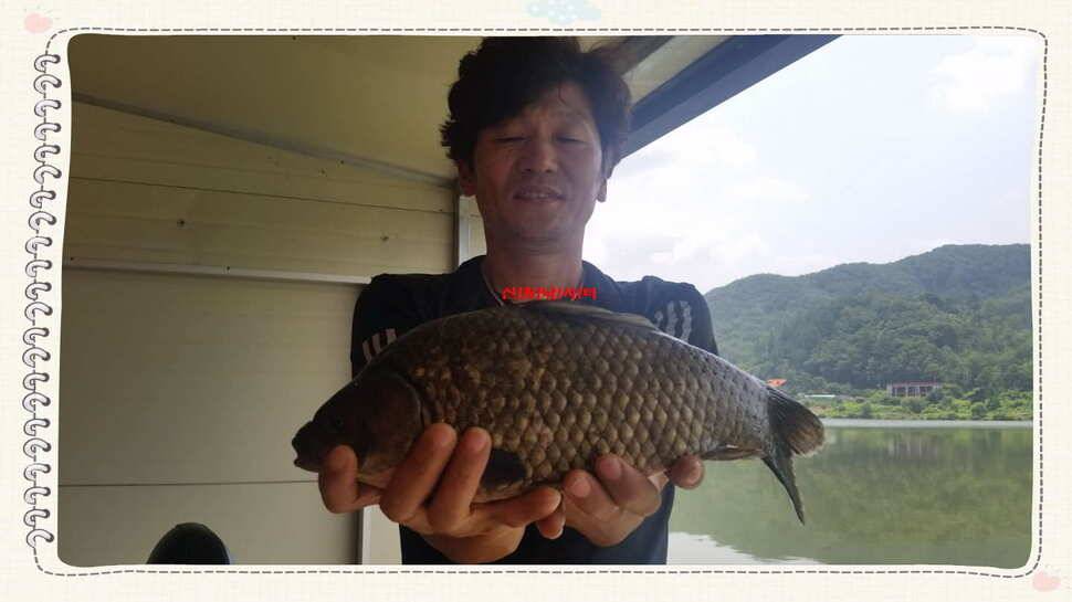 신원낚시터7월셋쨋주 조황소식과 토종붕어 방류동영상 (유료터정보 - 유료터점주조황)