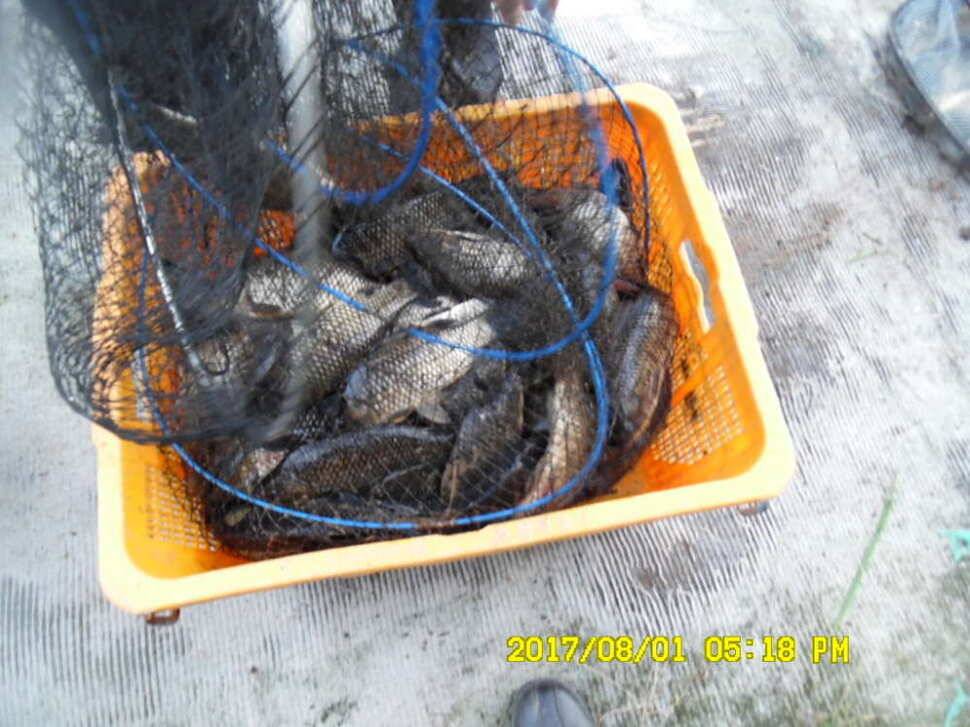 경주동산낚시터 지난주 대박치신분들 (유료터정보 - 유료터점주조황)