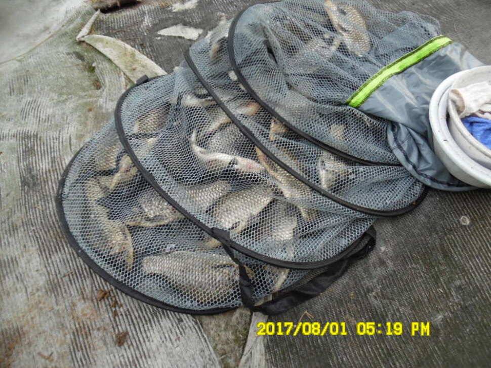 경주동산낚시터 지난주 대박치신분들 (유료터정보 - 유료터점주조황)