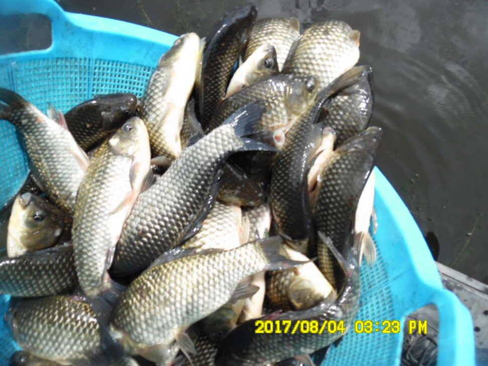 경주동산낚시터 지난주 대박치신분들 (유료터정보 - 유료터점주조황)