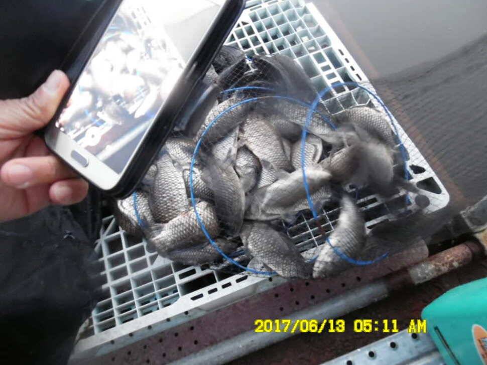 경주 동산낚시터 초보조사님이 대형사고를 (유료터정보 - 유료터점주조황)