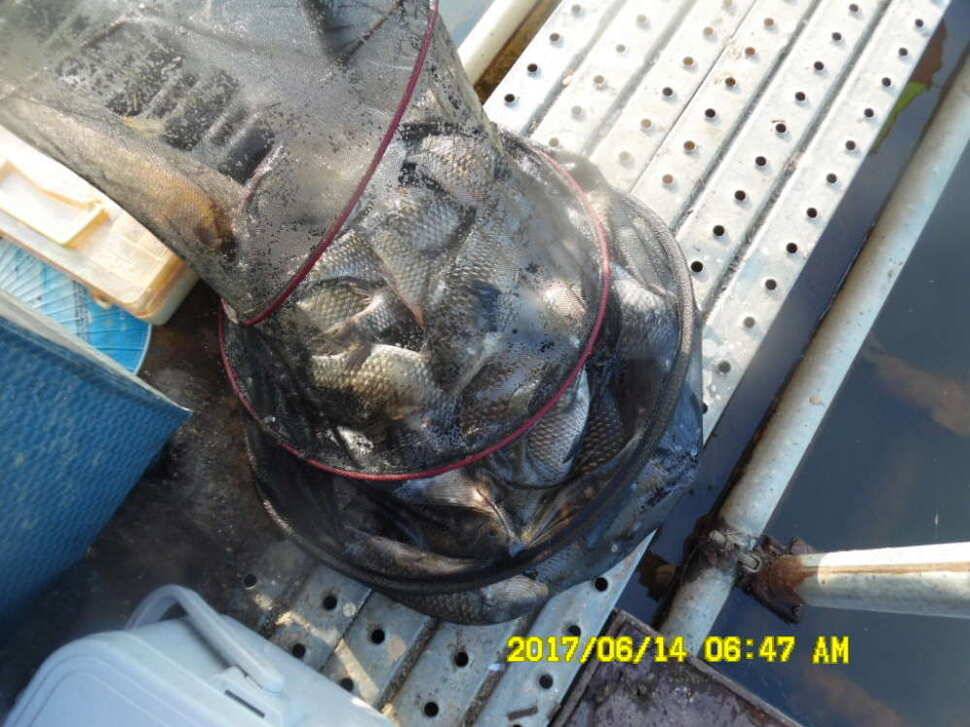 경주 동산낚시터 초보조사님이 대형사고를 (유료터정보 - 유료터점주조황)