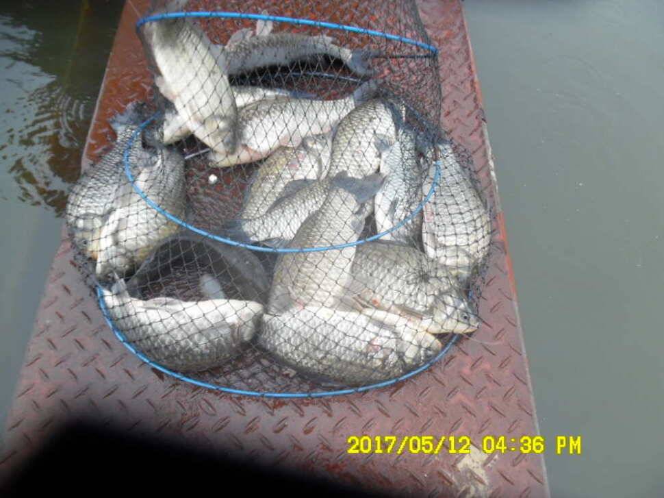 경주 동산낚시터 지난주 조황 (유료터정보 - 유료터점주조황)