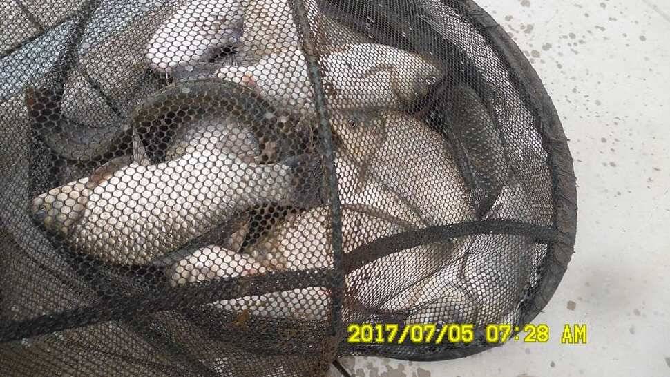 반제낚시터 4짜소식 어제도 오늘도 (유료터정보 - 유료터점주조황)