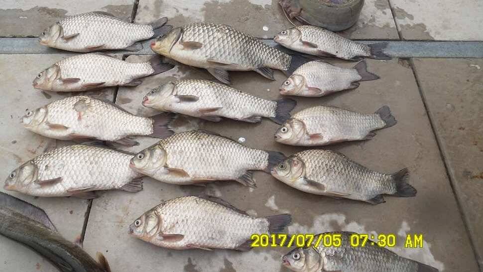 반제낚시터 4짜소식 어제도 오늘도 (유료터정보 - 유료터점주조황)