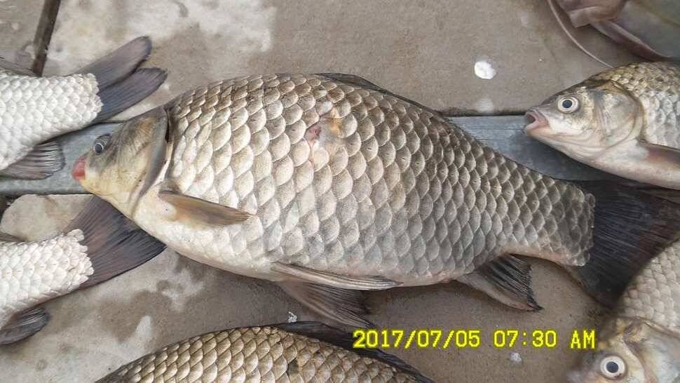 반제낚시터 4짜소식 어제도 오늘도 (유료터정보 - 유료터점주조황)