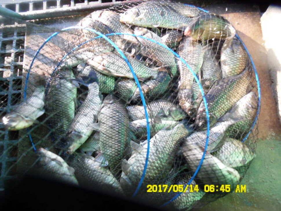 경주 동산낚시터 지난주 조황 (유료터정보 - 유료터점주조황)